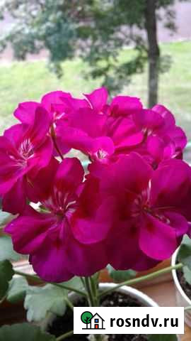 Пеларгония Fee Cerise Polina Тула - изображение 1