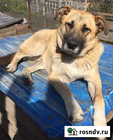 Собака ищет дом Пенза - изображение 1