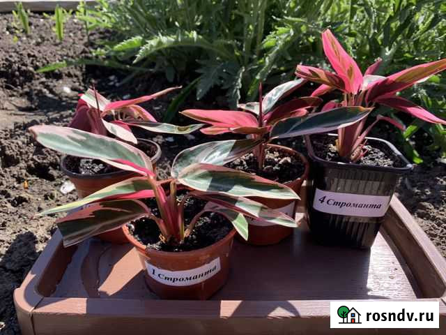 Строманта Абакан - изображение 1