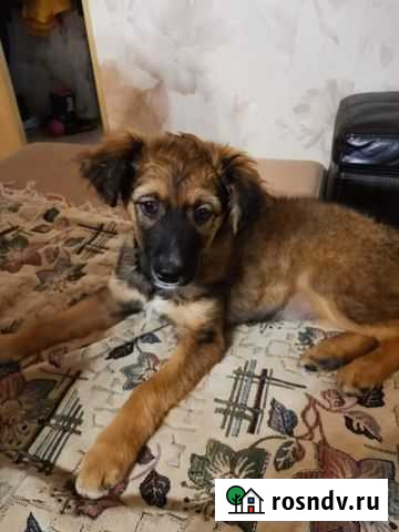 Собачка в любящую семью Азов - изображение 1