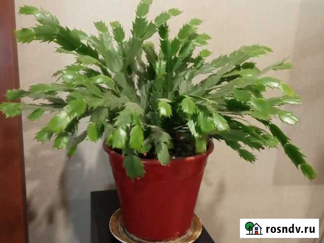 Декабрист и Фикус 1,5 метра Владикавказ - изображение 1