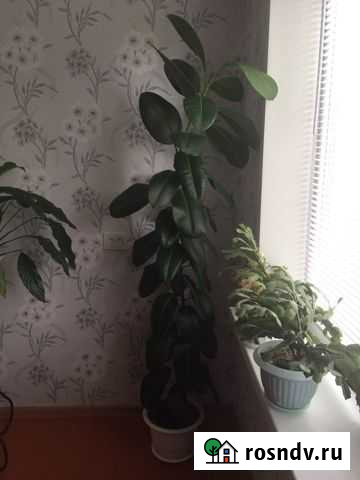 Фикус Назарово - изображение 1