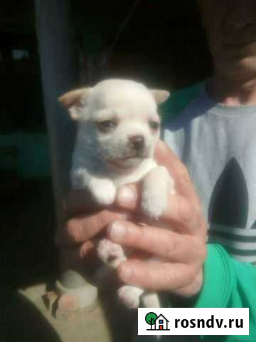 Чихуахуа Севастополь - изображение 1