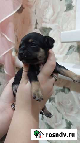 Собака Сердобск - изображение 1