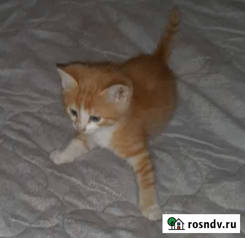 Котята в добрые руки бесплатно Лукоянов - изображение 1