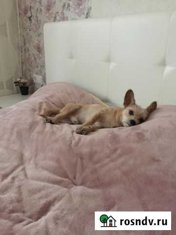 Мальчуган ищет себе девчушку Мурино - изображение 1