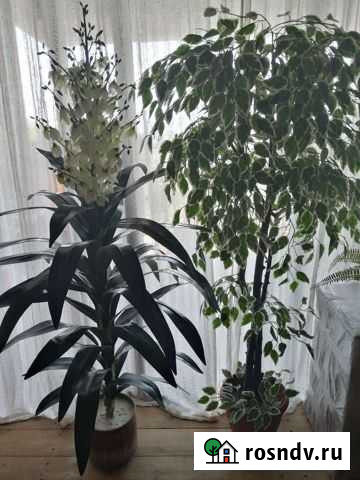 Искусственные деревья для интерьера Сочи - изображение 1