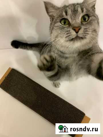 Кошки Омск - изображение 1