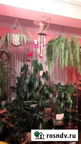 Цветы комнатные. Антуриум, папоротник Сочи - изображение 1