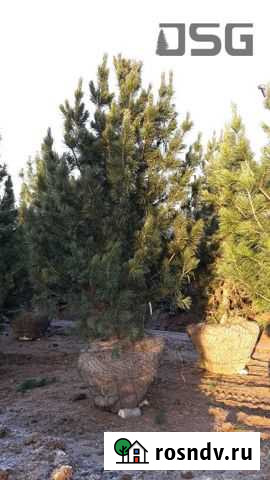 Саженцы кедра сибирского 3-3,5 м Большие Вяземы - изображение 1