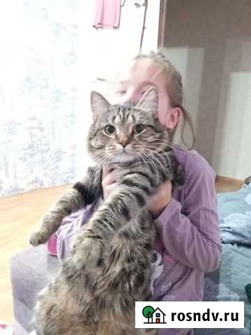 Кот Йомшак Набережные Челны - изображение 1