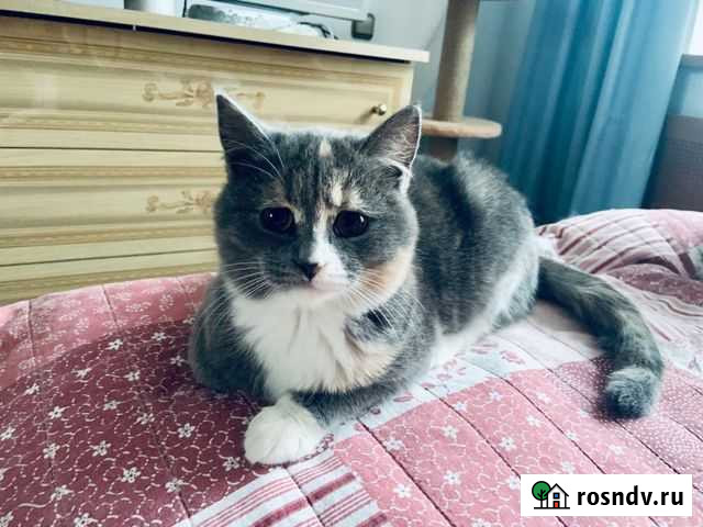 Котенок подросток бесплатно Екатеринбург - изображение 1