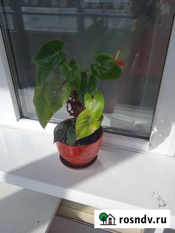 Комнатные цветы Красноярск - изображение 1