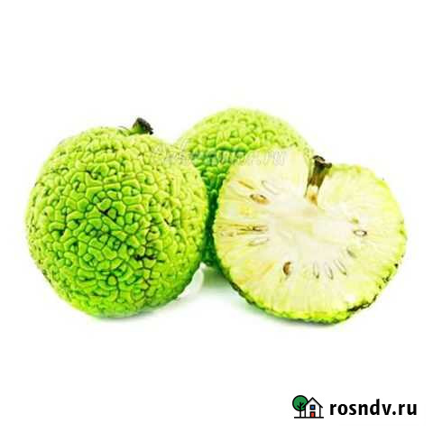 Адамово яблоко (маклюра ) Алатырь - изображение 1