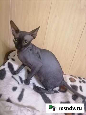 Канадский сфинкс Городец - изображение 1