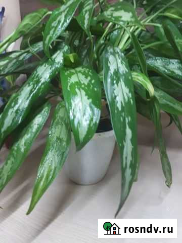 Сортовые аглаонемы Володарский - изображение 1