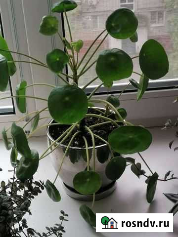 Пелея Хабаровск - изображение 1