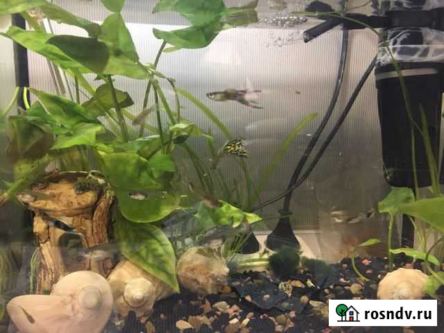 Рыба гуппи Заречный - изображение 1