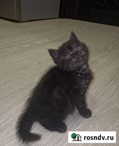 Кошка британка Нижний Тагил - изображение 1