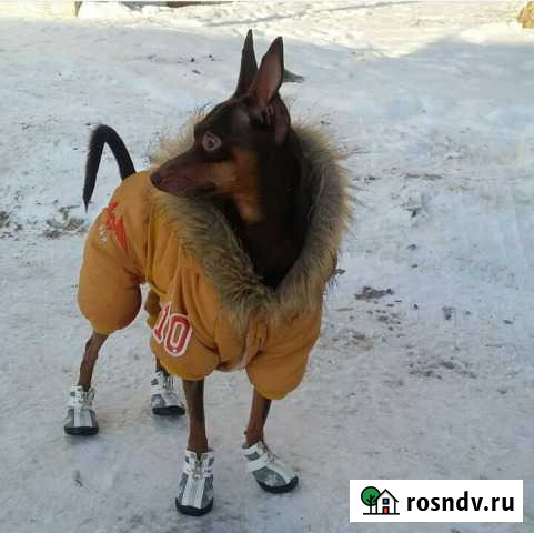 Вязка Той-терьер Владимир - изображение 1