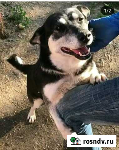 Собаки Саранск - изображение 1