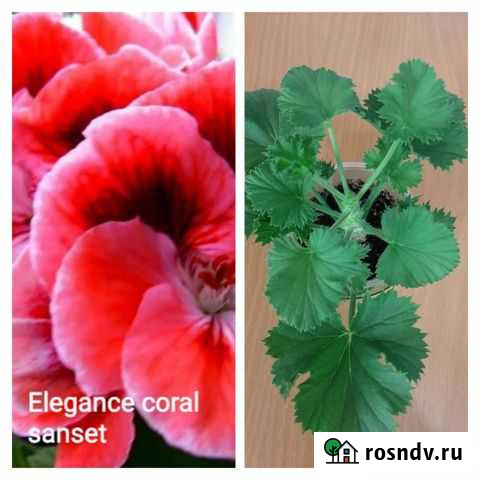 Пеларгония Elegance coral sanset Красноярск - изображение 1