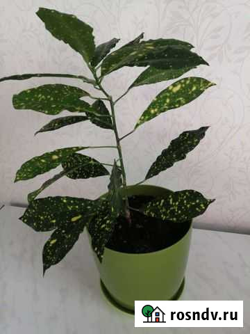 Кротон Аукуба Иркутск - изображение 1