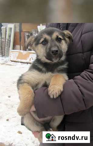 Щенок Берта ищет дом Мишкино - изображение 1