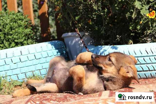 Щенок, мальчик, бесплатно Новосибирск - изображение 1