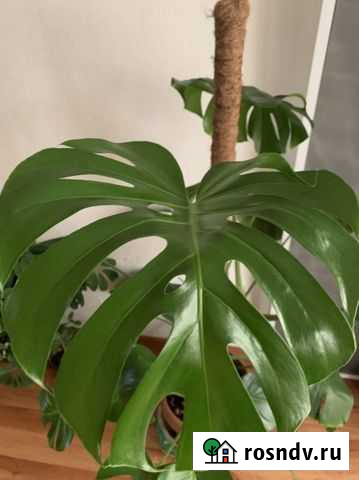 Монстера Магадан - изображение 1