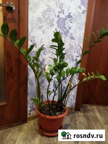 Комнатные цветы Валуйки - изображение 1