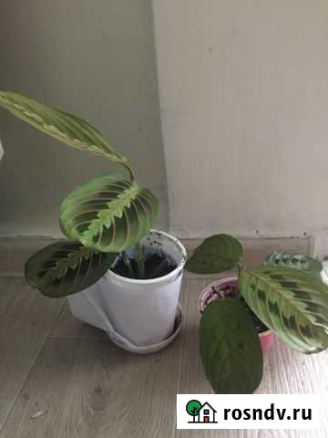 Маранта Иркутск - изображение 1