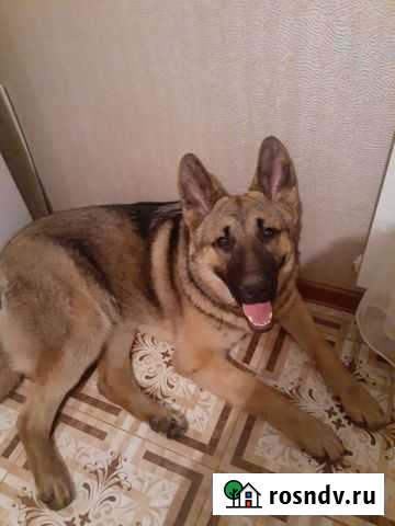 Щенки немецкой овчарки Чита - изображение 1