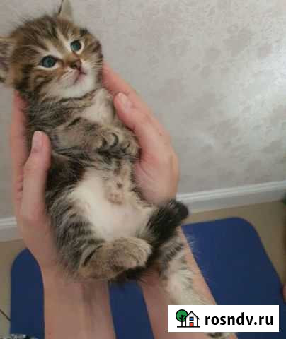 Шотландские котодетки Сальск - изображение 1