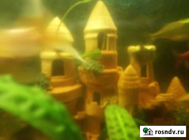 Украшение для аквариума Чистополь - изображение 1