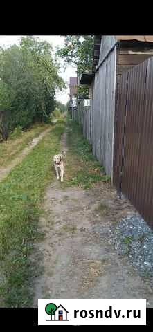 Собаки бесплатно в добрые руки Челябинск - изображение 1