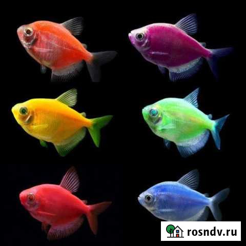 Аквариумные рыбы, оборудование и аксессуары Кунгур - изображение 1