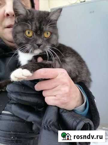 Кошки в добрые руки бесплатно Кольчугино - изображение 1