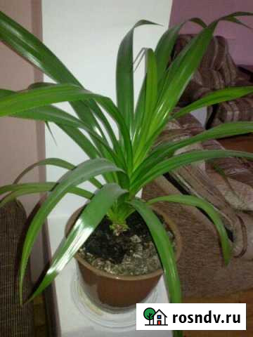 Панданус Новомичуринск - изображение 1