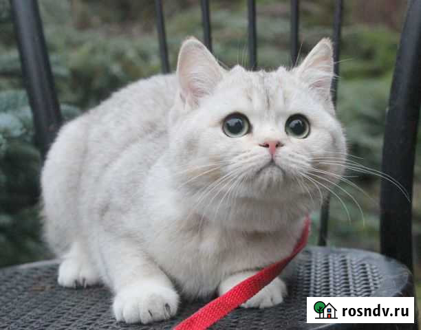 Кошка британская BRI ns11 Смоленск - изображение 1