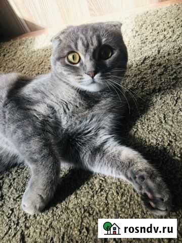 Шотландская кошечка вязка Ростов-на-Дону - изображение 1