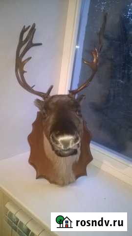 Голова оленя Печора - изображение 1