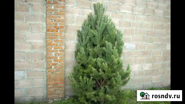 Сосны новогодние со склада Сочи - изображение 1