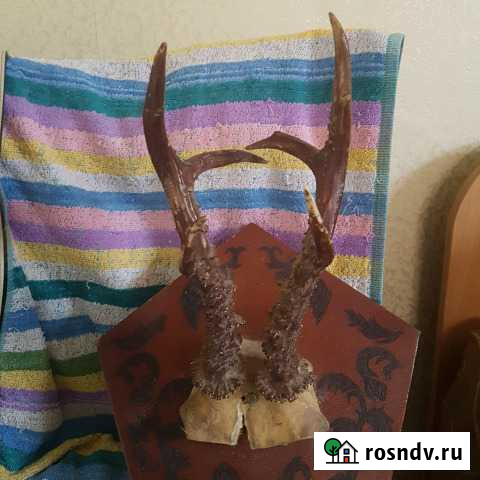 Рога косули Анапа - изображение 1