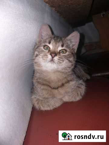 Кошки в добрые руки бесплатно Самара - изображение 1