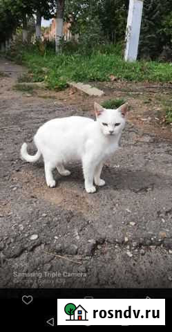 Кошка в добрые руки Дорогобуж - изображение 1