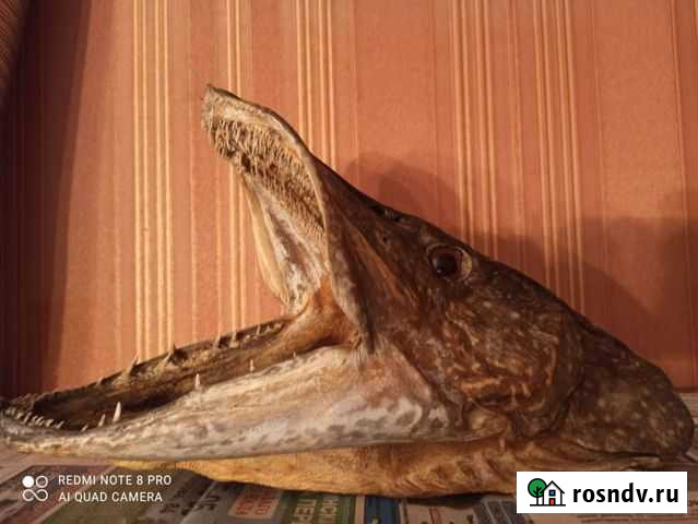 Щука Усть-Кут - изображение 1