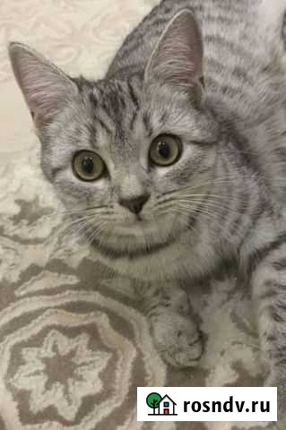 Молоденькая кошка в добрые руки Россошь - изображение 1