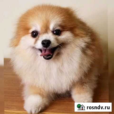Померанский шпиц мини. Самец. Вязка Екатеринбург - изображение 1