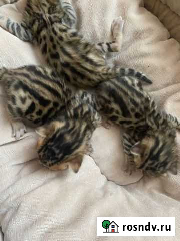 Бенгальские котята Тамбов - изображение 1